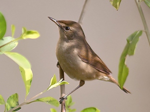 Охилбялзуухай (Бутны охилбялзуухай)